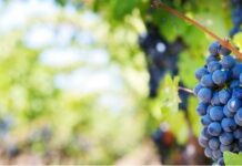 В Казахстане разрешили рекламу брендов вина