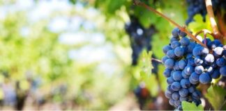 В Казахстане разрешили рекламу брендов вина