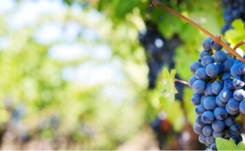 В Казахстане разрешили рекламу брендов вина