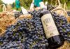 В Узбекистане озвучили прогноз по развитию производства вин