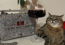 Бренд Valentino сделал рекламу с украинским котом