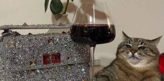 Бренд Valentino сделал рекламу с украинским котом