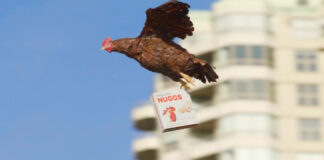 Канадцев удивили рекламой летающей курицы