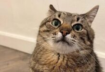 Кот Степан получил премию в Каннах