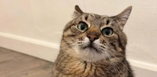 Кот Степан получил премию в Каннах