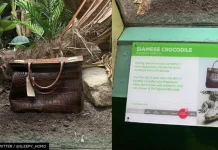 В Лондонском зоопарке вместо крокодила в вольере поместили сумку из его кожи