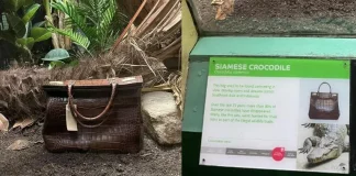 В Лондонском зоопарке вместо крокодила в вольере поместили сумку из его кожи