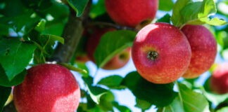 Алматинские яблоки могут стать нацбрендом в мире