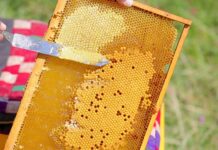 Знаменитые продукты Кыргызстана станут брендами