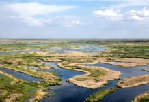 Procter & Gamble начнет восстановление исчезающих лесов в Казахстане совместно с WWF