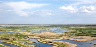 Procter & Gamble начнет восстановление исчезающих лесов в Казахстане совместно с WWF