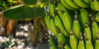 В Казахстане начнут выращивать бананы
