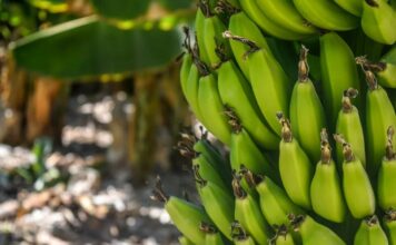 В Казахстане начнут выращивать бананы