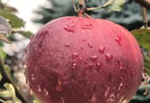 Алматинский апорт стал казахстанским брендом