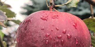 Алматинский апорт стал казахстанским брендом