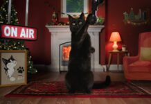 Британский Channel 4 в канун Рождества захватили коты