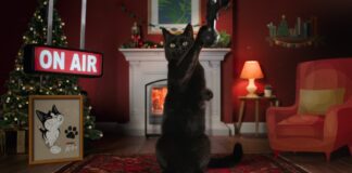 Британский Channel 4 в канун Рождества захватили коты