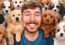 MrBeast и Spot Pet Insurance нашли дома для 100 собак