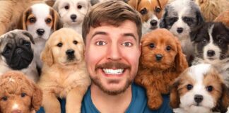 MrBeast и Spot Pet Insurance нашли дома для 100 собак