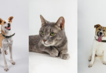 Purina инициировала в Алматы благотворительное мероприятие в поддержку бездомных животных