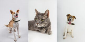 Purina инициировала в Алматы благотворительное мероприятие в поддержку бездомных животных