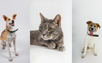 Purina инициировала в Алматы благотворительное мероприятие в поддержку бездомных животных