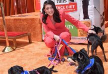 Компании Hill’s Pet Nutrition и SoluPet обратили внимание на проблемы стареющих животных