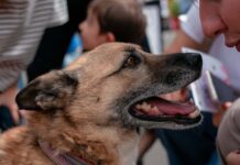 Purina организует благотворительную акцию в Астане для поддержки бездомных животных
