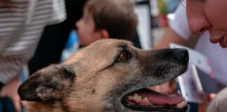 Purina организует благотворительную акцию в Астане для поддержки бездомных животных