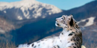 В Кыргызстане стартовал конкурс на создание логотипа снежного барса — национального символа страны