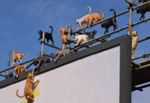 Лондон «захватили» кошки в рамках новой рекламной кампании