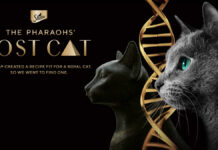 Sheba запускает кампанию, в рамках которой ищет потомков кошек фараонов