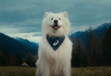 Asics сделал пса амбассадором новой глобальной кампании