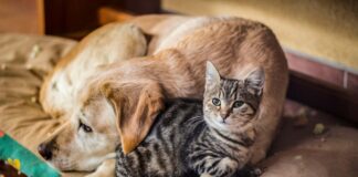 Арт-пикник «Давай поможем» в Алматы: Purina развивает культуру ответственного отношения к животным