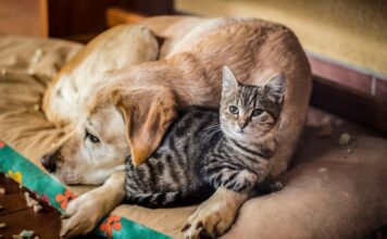 Арт-пикник «Давай поможем» в Алматы: Purina развивает культуру ответственного отношения к животным