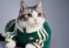 Adidas представил коллекцию одежды для домашних питомцев
