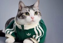 Adidas представил коллекцию одежды для домашних питомцев