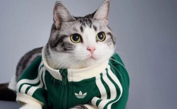 Adidas представил коллекцию одежды для домашних питомцев