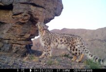 Технологии, которые защищают природу: кейс Yandex Qazaqstan и ITCOMMS