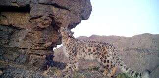 Технологии, которые защищают природу: кейс Yandex Qazaqstan и ITCOMMS