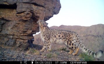 Технологии, которые защищают природу: кейс Yandex Qazaqstan и ITCOMMS