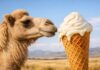 В Казахстане начали делать мороженое из верблюжьего молока