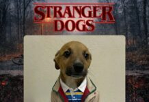 Щенки стали героями сериала “Очень странные дела”, чтобы найти дом