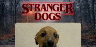 Щенки стали героями сериала “Очень странные дела”, чтобы найти дом