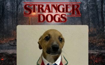 Щенки стали героями сериала “Очень странные дела”, чтобы найти дом