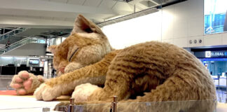 В аэропорту Гонконга появился гигантский интерактивный кот