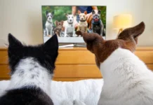 В Китае открыли круглосуточный канал PetTV специально для животных