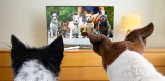 В Китае открыли круглосуточный канал PetTV специально для животных