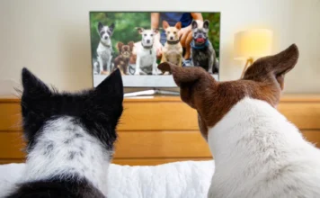 В Китае открыли круглосуточный канал PetTV специально для животных