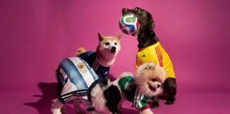 Новый фан-мерч Adidas: форма сборных теперь есть и для собак